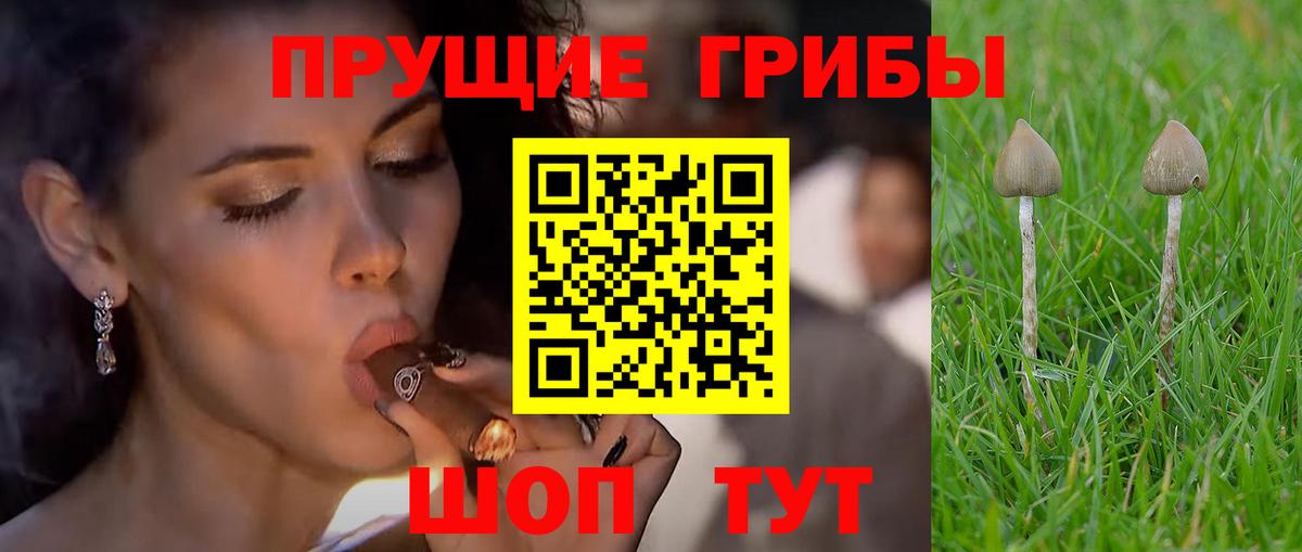 Галлюциногенные грибы прущие грибы  Вход с VPN  Нижнекамск 